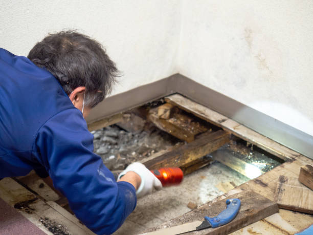 Best Post-Remediation Services in Holbrook, AZ