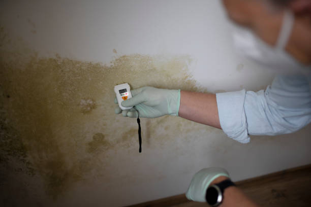 Best Residential Mold Remediation in Holbrook, AZ