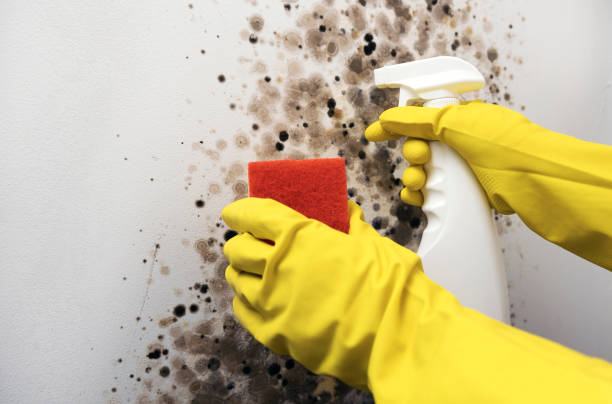 Best Insurance-Related Mold Remediation in Holbrook, AZ