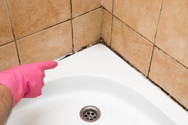 Best Insurance-Related Mold Remediation in Holbrook, AZ